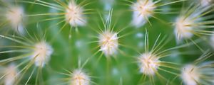 Preview wallpaper cactus, needles, macro, green