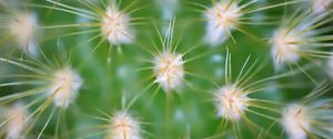 Preview wallpaper cactus, needles, macro, green