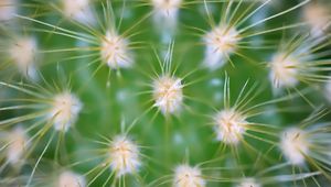 Preview wallpaper cactus, needles, macro, green