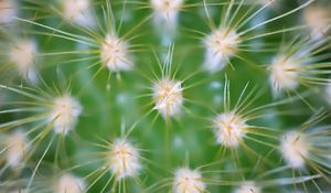Preview wallpaper cactus, needles, macro, green