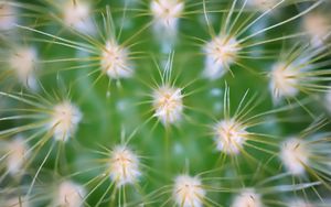 Preview wallpaper cactus, needles, macro, green