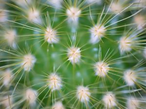 Preview wallpaper cactus, needles, macro, green