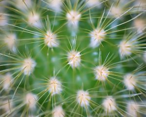 Preview wallpaper cactus, needles, macro, green