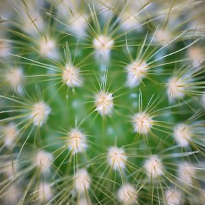 Preview wallpaper cactus, needles, macro, green