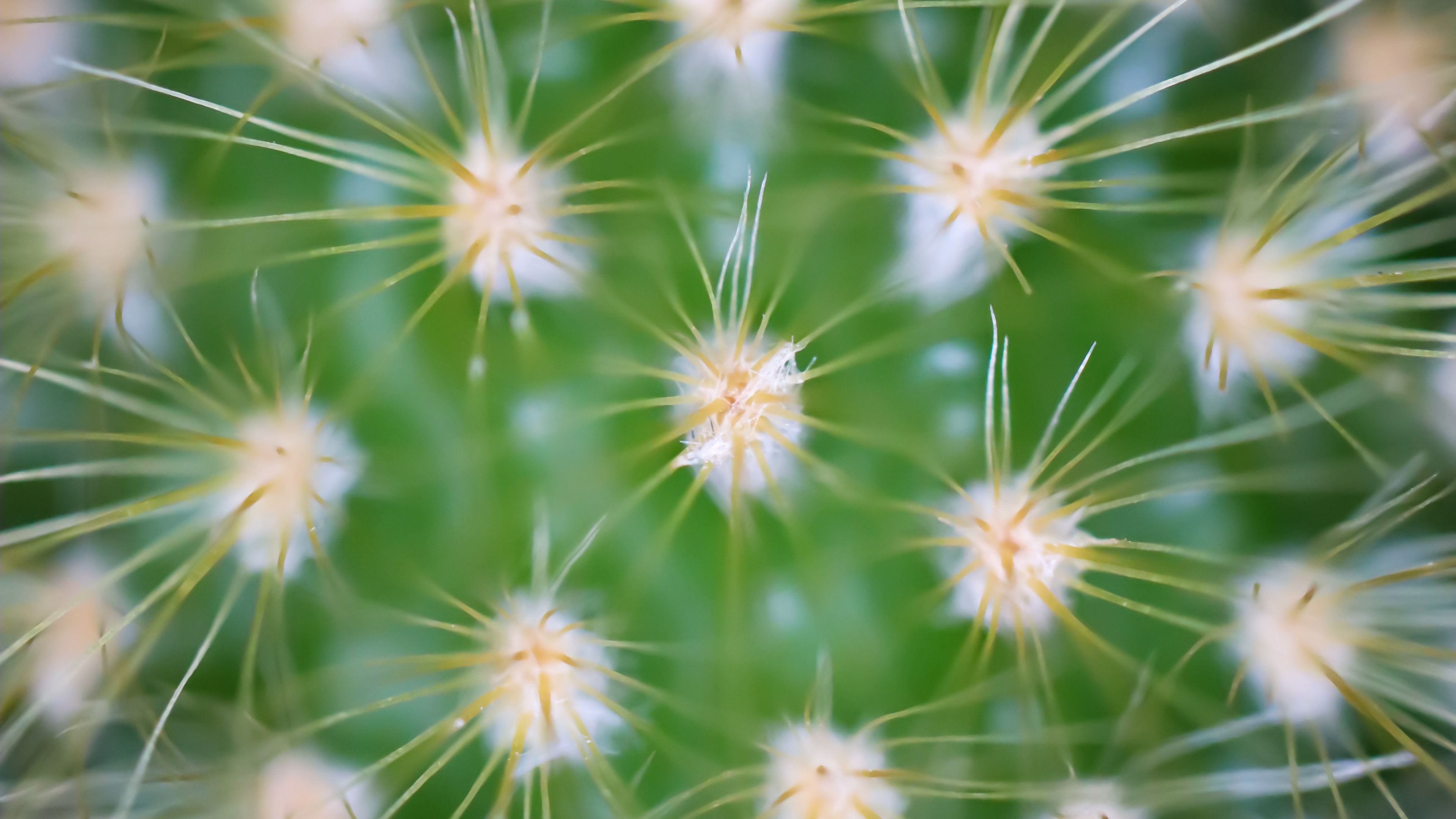 Download wallpaper 3840x2160 cactus, needles, macro, green 4k uhd 16:9