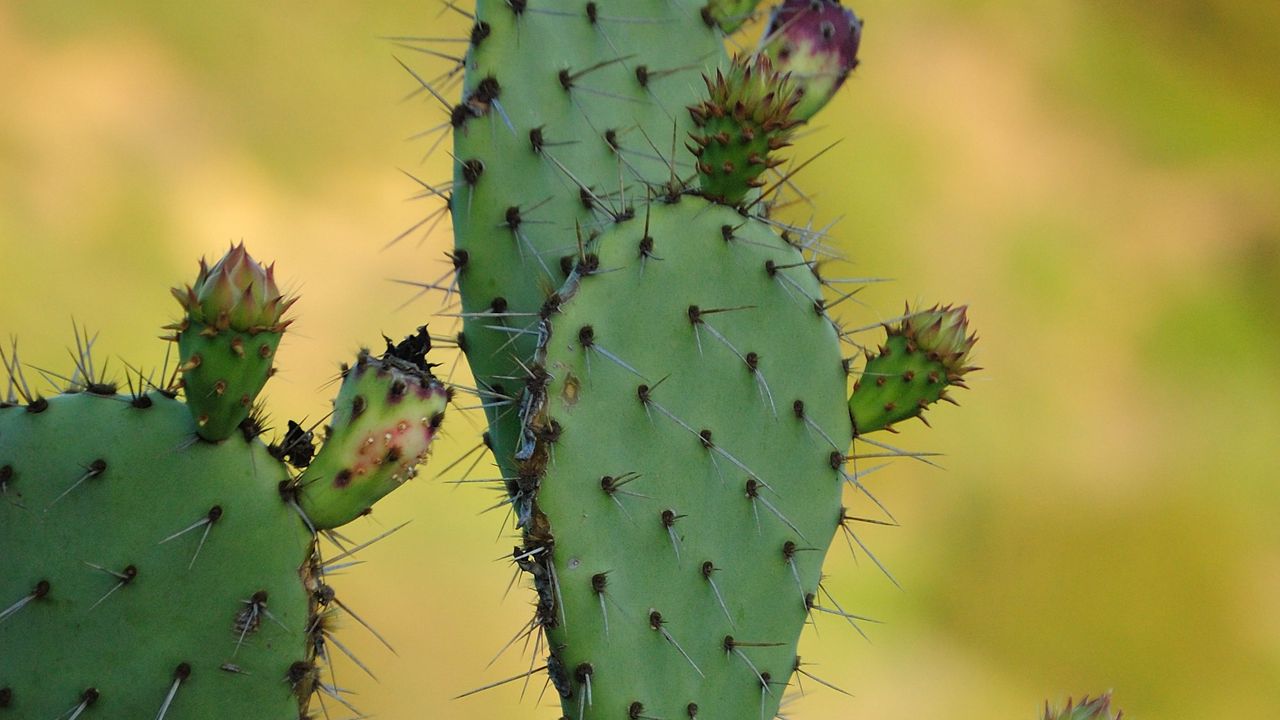 Wallpaper cactus, needles, macro, green, blur hd, picture, image