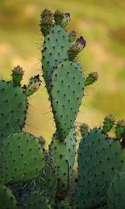 Preview wallpaper cactus, needles, macro, green, blur