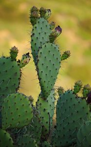 Preview wallpaper cactus, needles, macro, green, blur