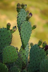 Preview wallpaper cactus, needles, macro, green, blur