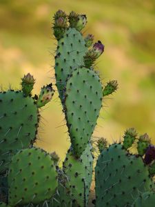 Preview wallpaper cactus, needles, macro, green, blur