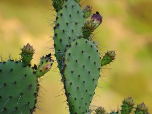 Preview wallpaper cactus, needles, macro, green, blur