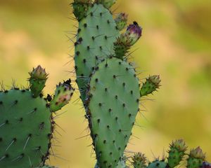 Preview wallpaper cactus, needles, macro, green, blur