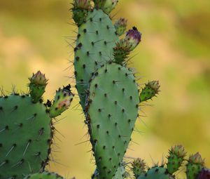 Preview wallpaper cactus, needles, macro, green, blur