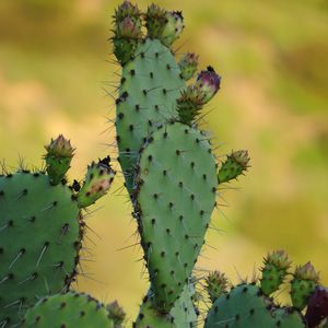 Preview wallpaper cactus, needles, macro, green, blur