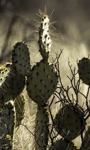 Preview wallpaper cactus, needles, macro, blur