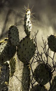 Preview wallpaper cactus, needles, macro, blur