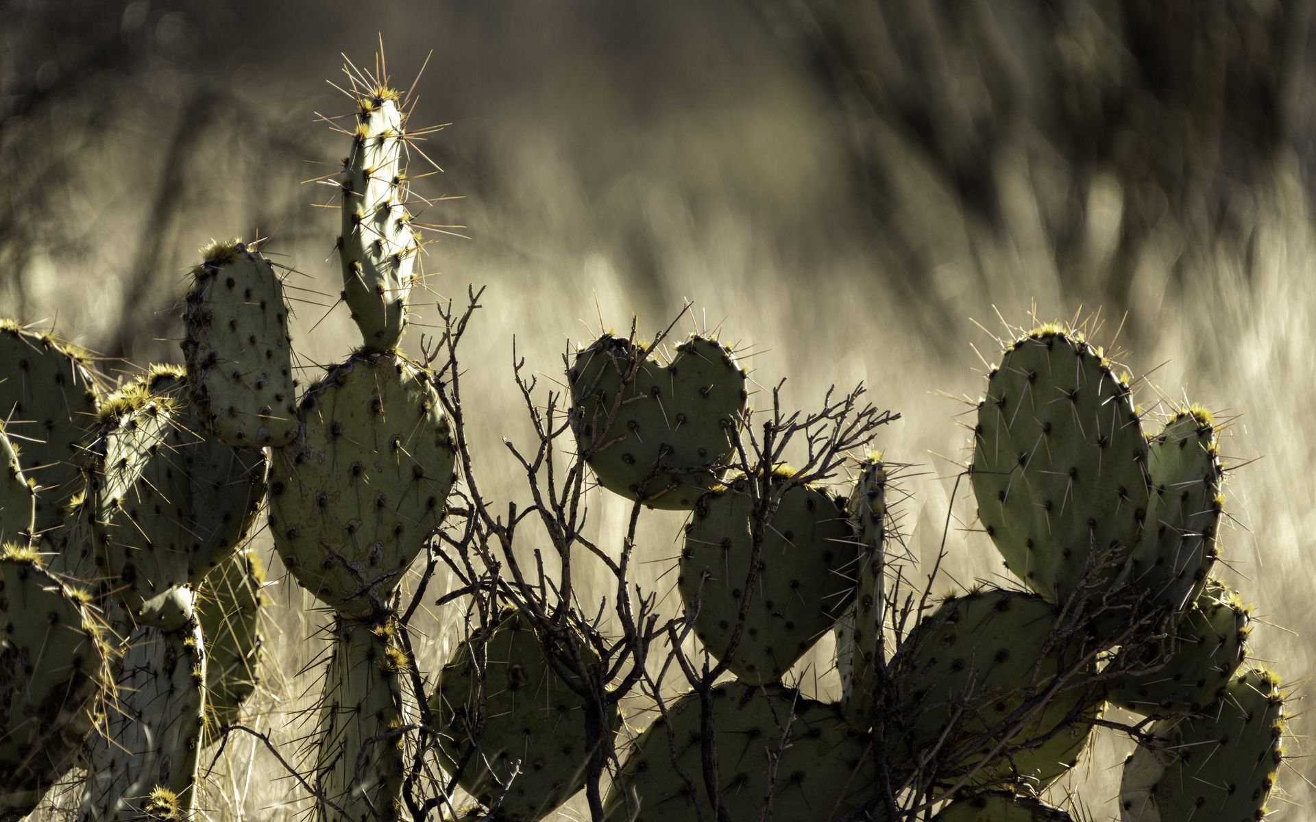 Download wallpaper 1920x1200 cactus, needles, macro, blur widescreen 16