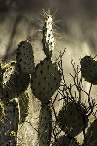 Preview wallpaper cactus, needles, macro, blur