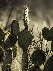 Preview wallpaper cactus, needles, macro, blur