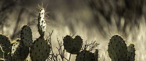 Preview wallpaper cactus, needles, macro, blur