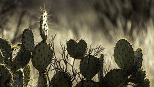 Preview wallpaper cactus, needles, macro, blur