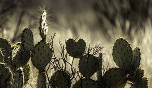 Preview wallpaper cactus, needles, macro, blur