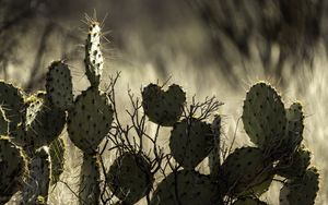 Preview wallpaper cactus, needles, macro, blur