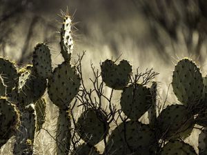 Preview wallpaper cactus, needles, macro, blur