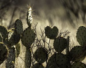 Preview wallpaper cactus, needles, macro, blur