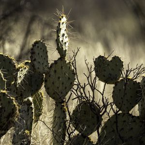 Preview wallpaper cactus, needles, macro, blur