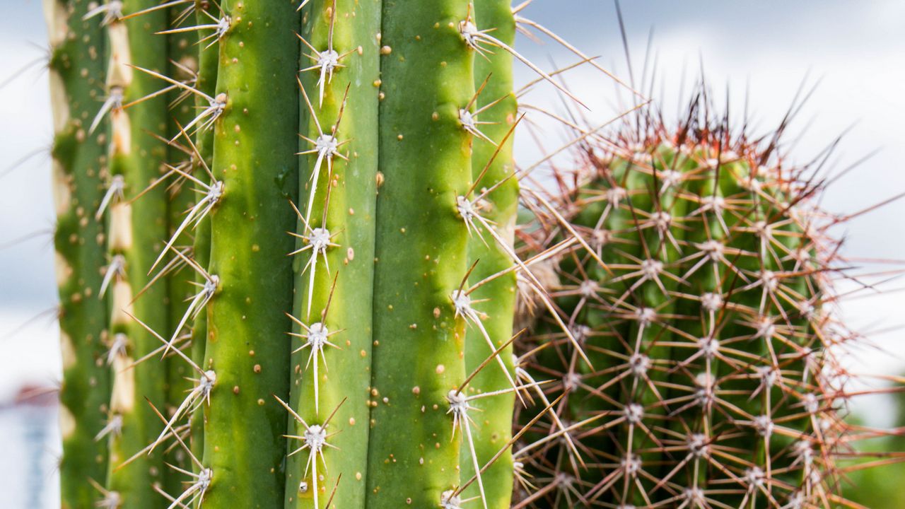 Wallpaper cactus, needles, plant, green
