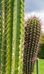 Preview wallpaper cactus, needles, plant, green