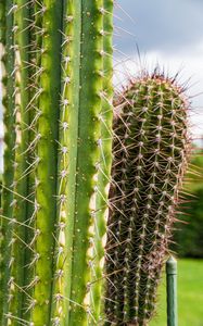 Preview wallpaper cactus, needles, plant, green