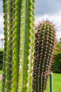 Preview wallpaper cactus, needles, plant, green