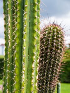 Preview wallpaper cactus, needles, plant, green