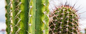 Preview wallpaper cactus, needles, plant, green