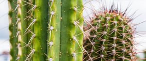 Preview wallpaper cactus, needles, plant, green
