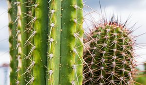 Preview wallpaper cactus, needles, plant, green