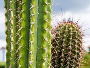 Preview wallpaper cactus, needles, plant, green