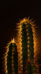 Preview wallpaper cactus, needles, plant