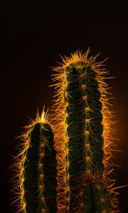 Preview wallpaper cactus, needles, plant