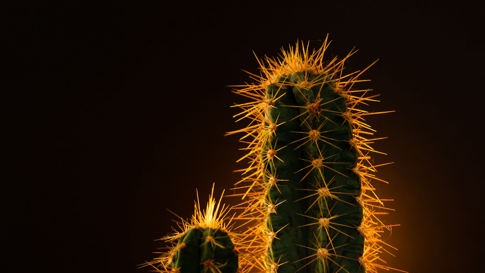 Download wallpaper 1920x1080 cactus, needles, plant full hd, hdtv, fhd