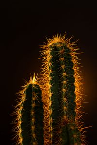 Preview wallpaper cactus, needles, plant