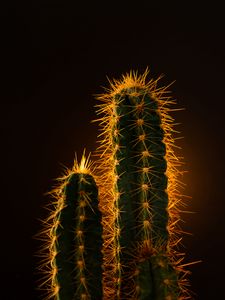 Preview wallpaper cactus, needles, plant