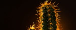 Preview wallpaper cactus, needles, plant