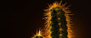 Preview wallpaper cactus, needles, plant