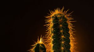 Preview wallpaper cactus, needles, plant
