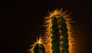 Preview wallpaper cactus, needles, plant