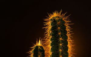 Preview wallpaper cactus, needles, plant