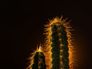 Preview wallpaper cactus, needles, plant